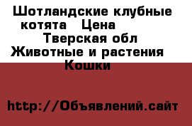 Шотландские клубные котята › Цена ­ 3 500 - Тверская обл. Животные и растения » Кошки   